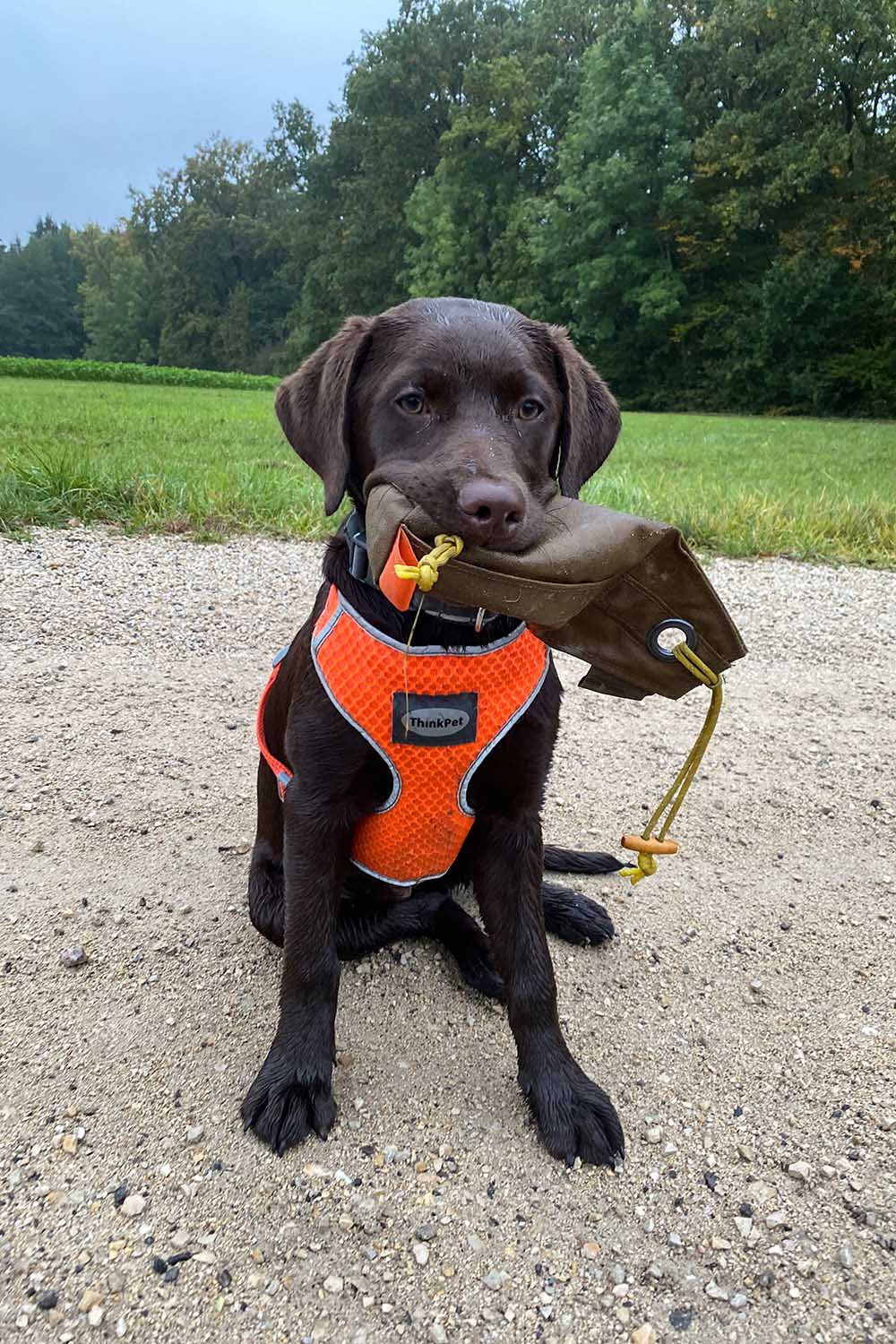 Dummy für Hundetraining